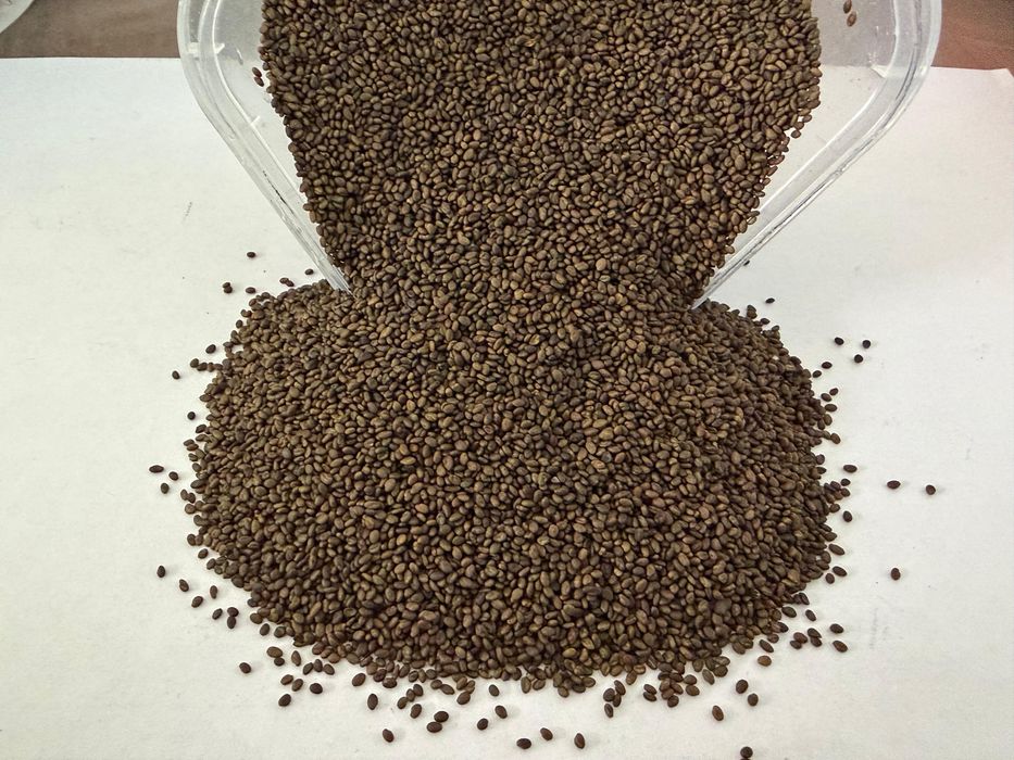 Беде люцерна жонышка