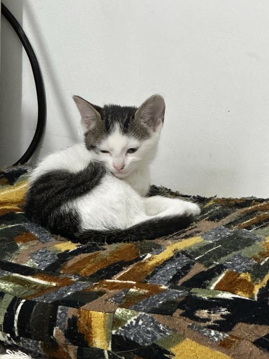 Отдам даром кошек