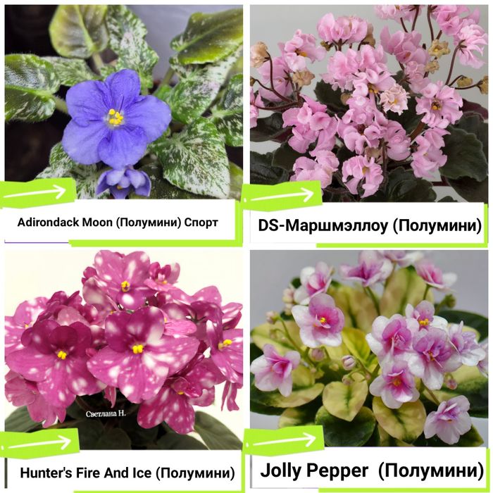 Фиалки сортовые продам