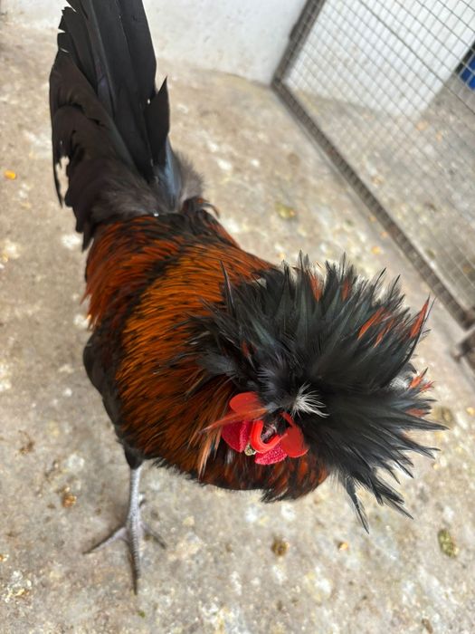 Cocosi matase japoneza si motata olandeza