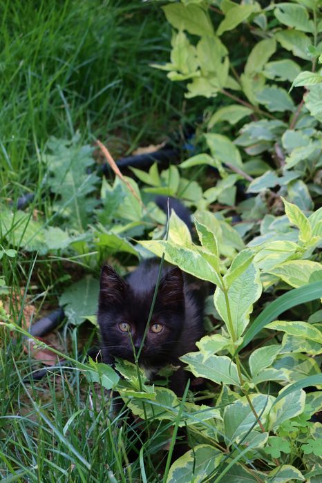 В добрые руки котенок-девочка