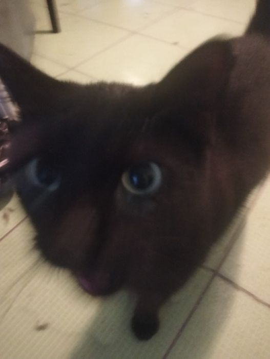 Pisica neagră de 2 ani