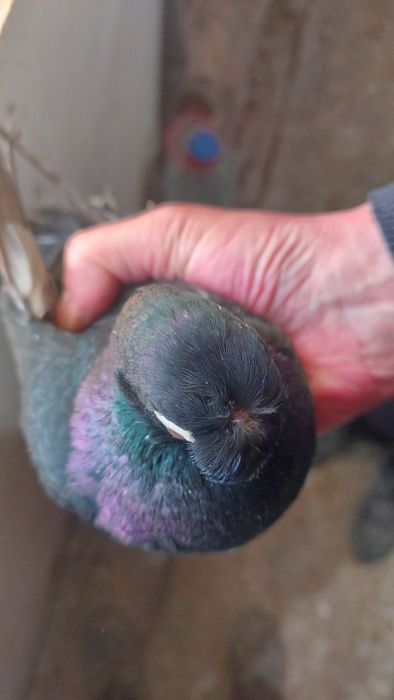 Голуб черный носочубый самец кептер