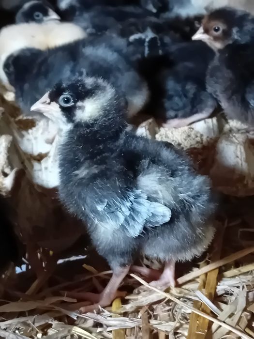 Vând puii la 7 zile