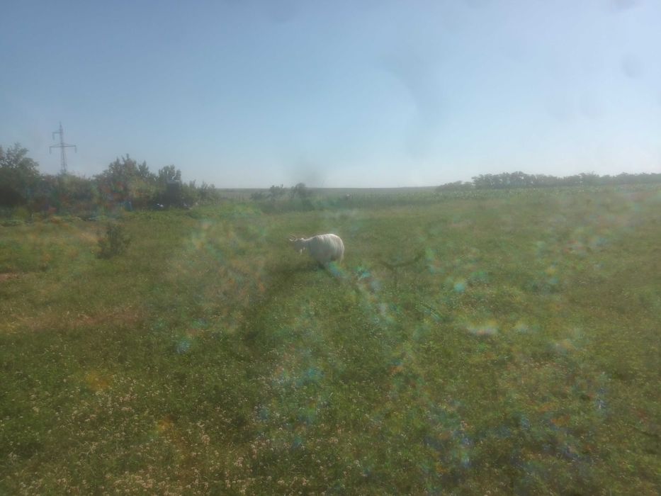 Vând  4 oi, 5 capre, 1 berbec și 5 iezi pret avantajos
