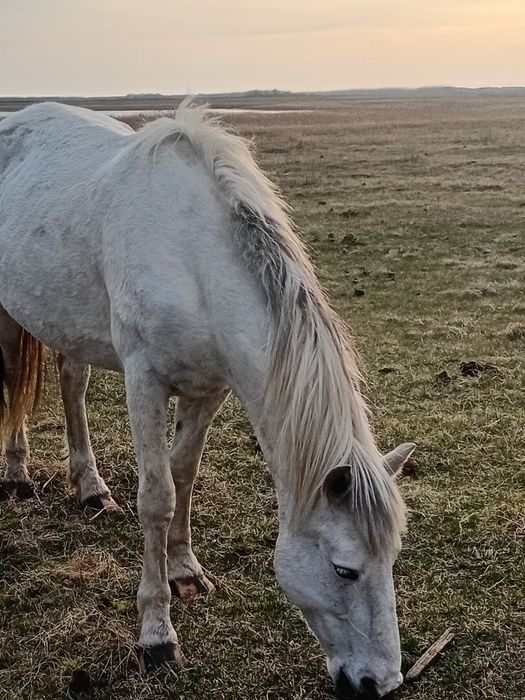 Продам кобылы 5 лет