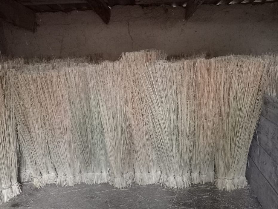 Сыпыргыш метла   .