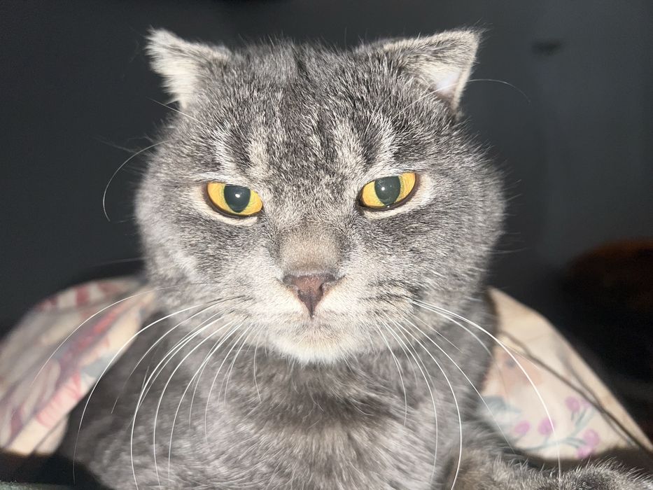 Mushuk sotiladi o’g’il bola Skottish fold