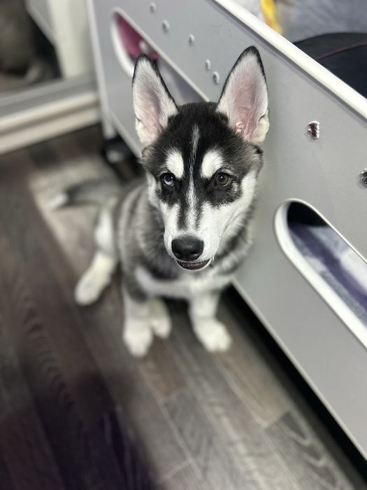 Щенок хаски мальчик 3 месяца