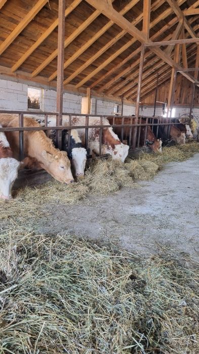 Vând 10 junici baltata Românească