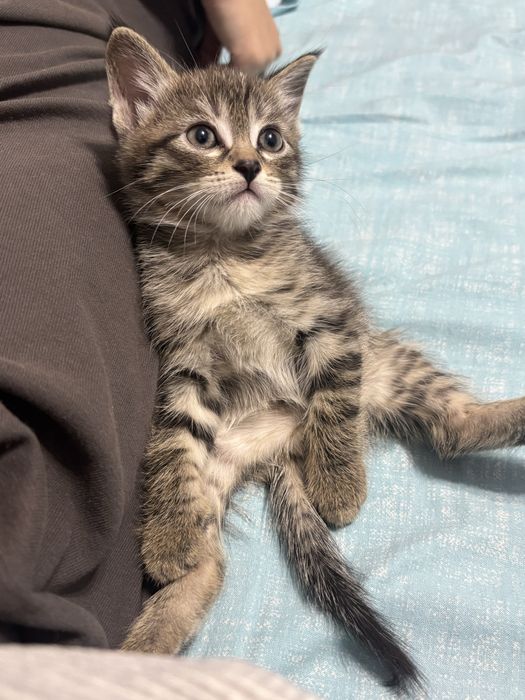 котенок, мальчик и девочка