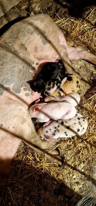 Прасета малки и големи
