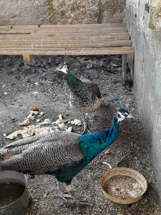 Чифт пауни арлекини