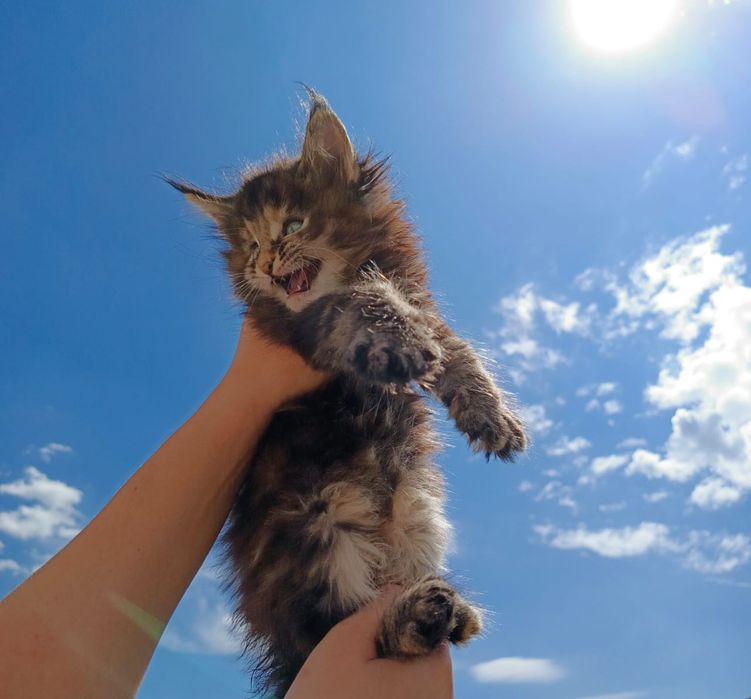Котята Мейн Куны