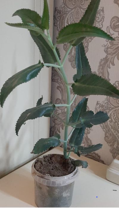 Орхидея       Орхидея