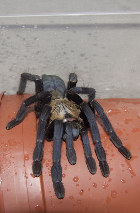 Cyriopagopus sp. hati hati