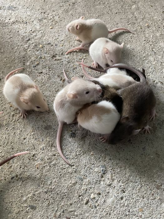 Vand sobolani dumbo de companie