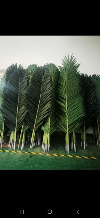 Palma daraxti barglari sotiladi xar xil razmerda