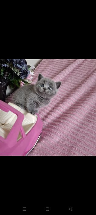 Шотландские котята
