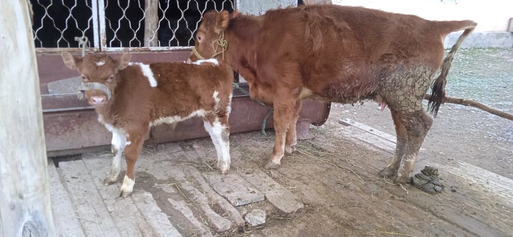 Бузаулы Тана сатылады.