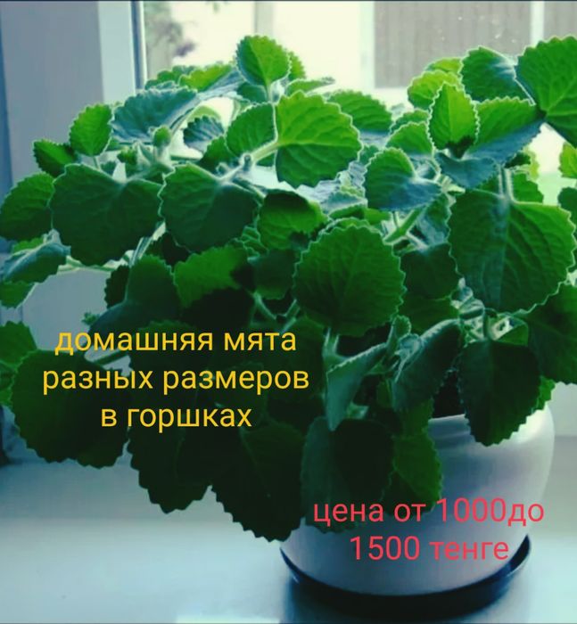 Домашняя мята разных размеров
