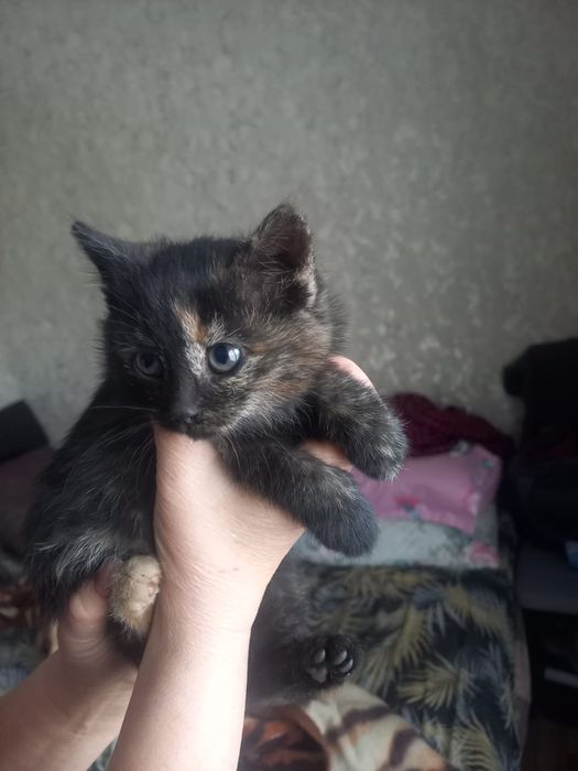 В добрые руки девочка кошечка