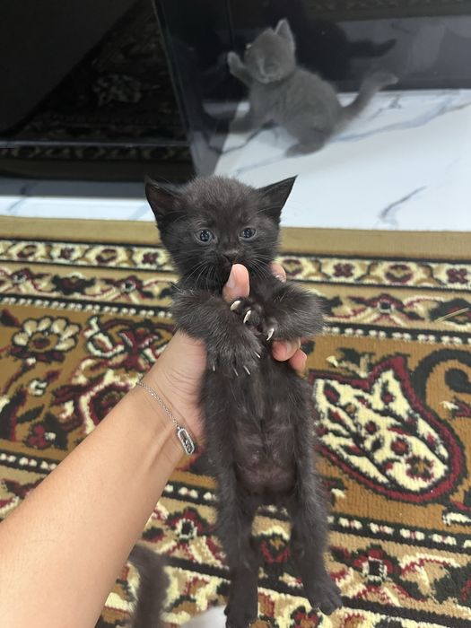 Котёнки маленкие
