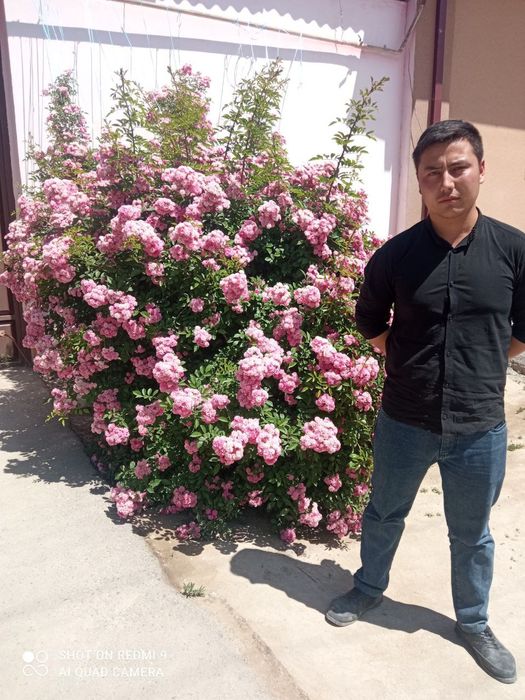 Плетистие розы сотилади