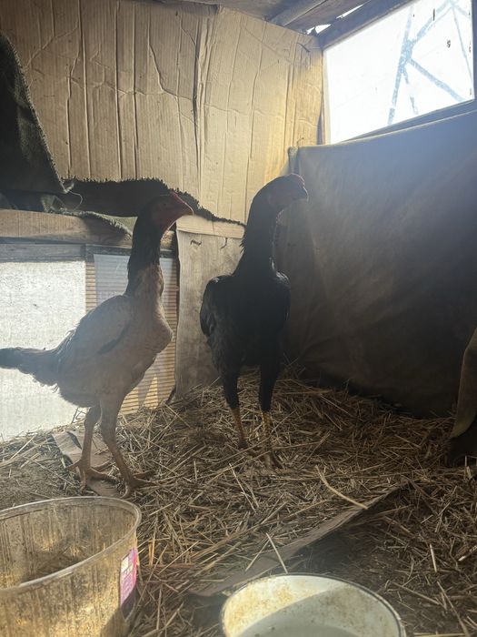 Продам дакан питух