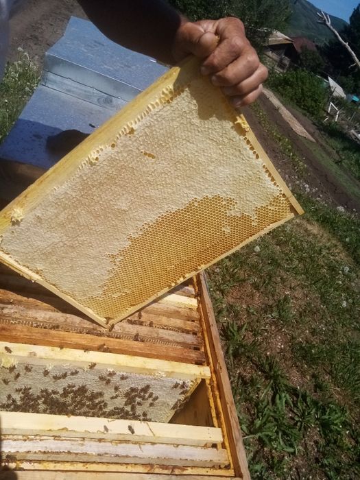 Мед майский 2025г