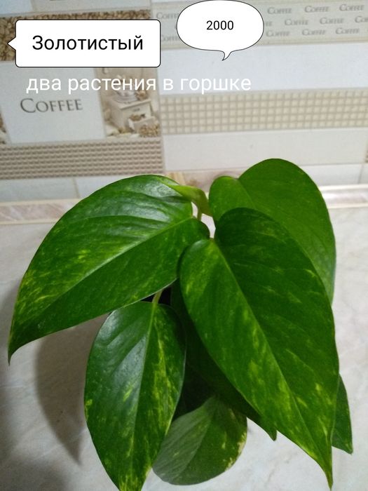 Продам Сциндапсусы