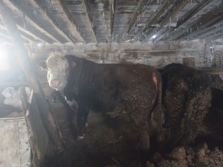 Жемде тұрған қара мал