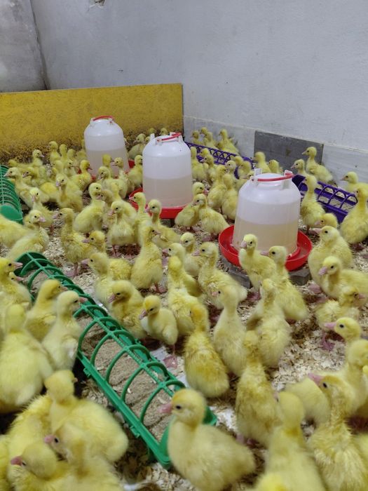 Гуси оптом и в РОЗНИЦУ