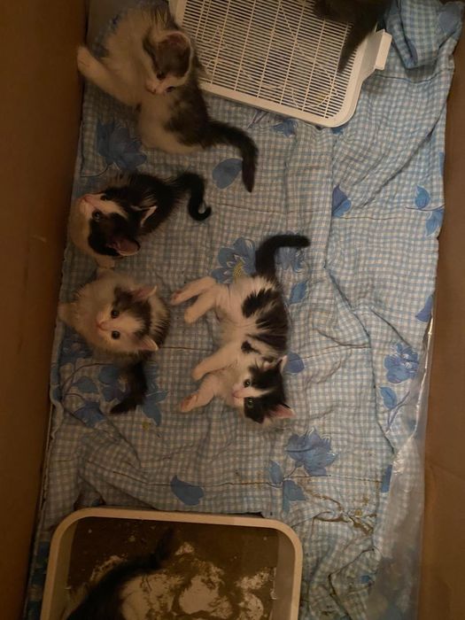 Котята в добрые руки, бесплатно