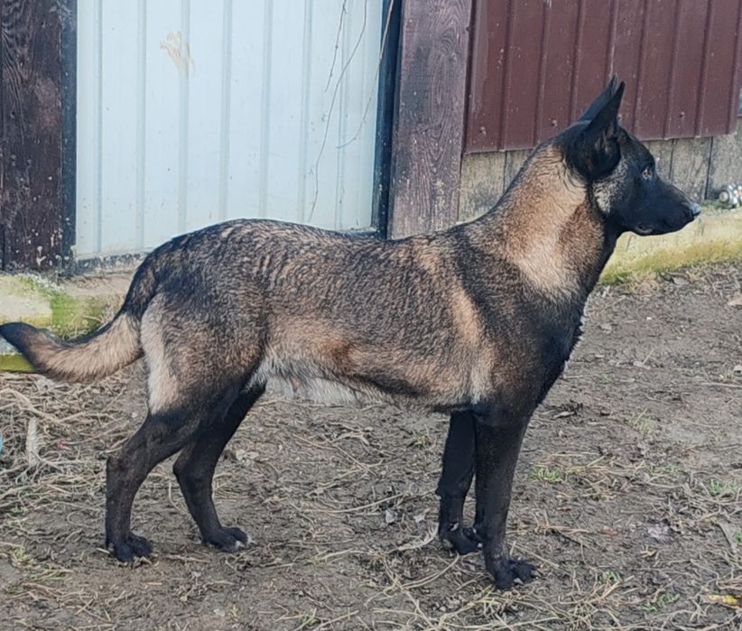 Femela Ciobanesc belgian.