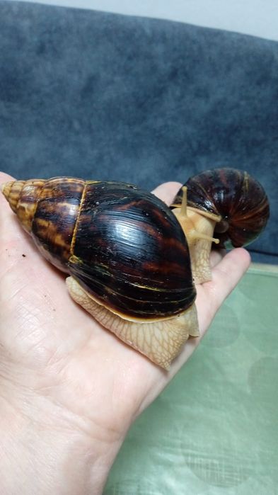 Продам улиток Ахатин