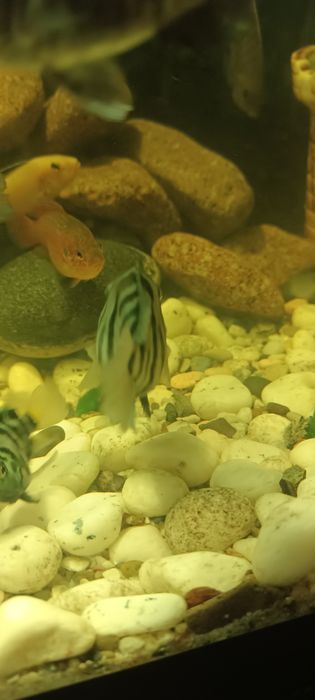 Сапфировый папугай