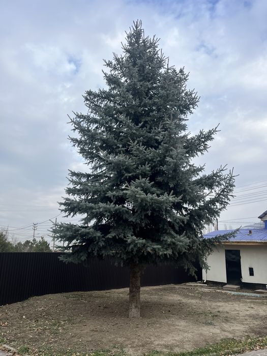 Продам Голубую Ель