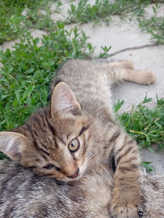 Отдам котенка девочку