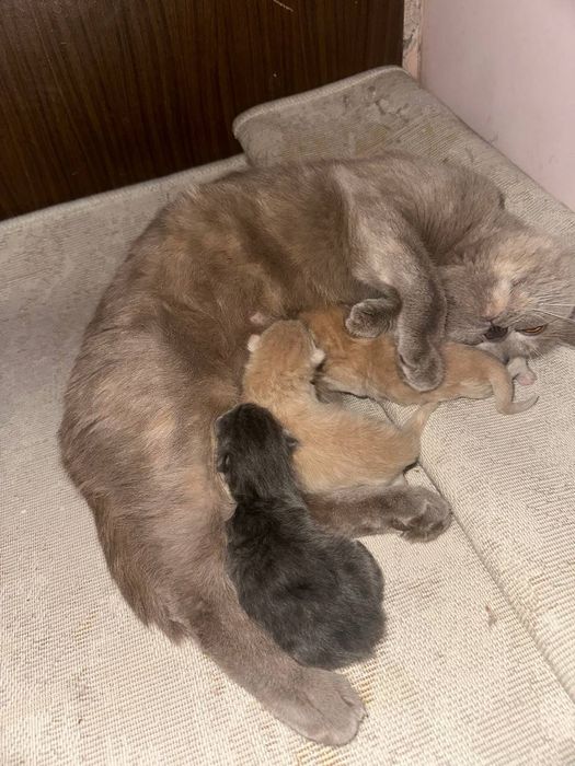 Bretanya kalta yungli Mushugi