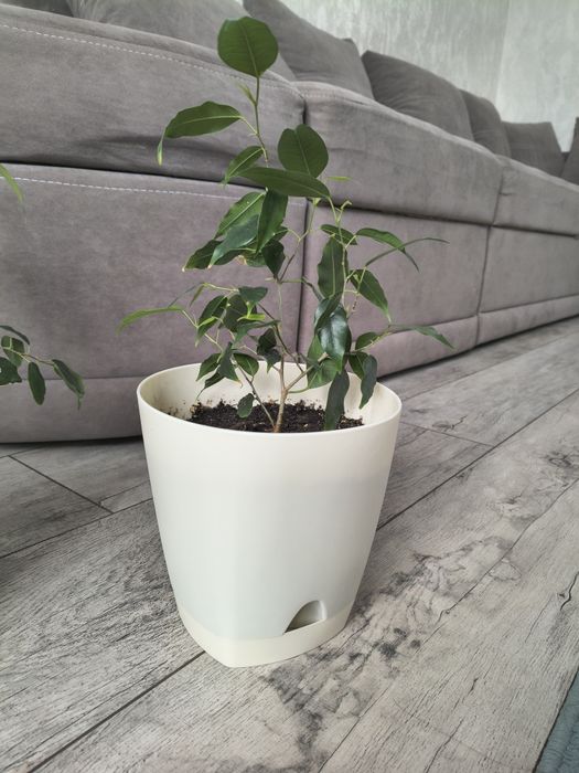 Цветы комнатные фикус