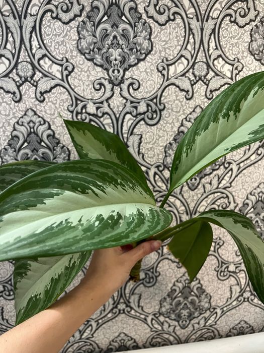 Аглаонема, драцена