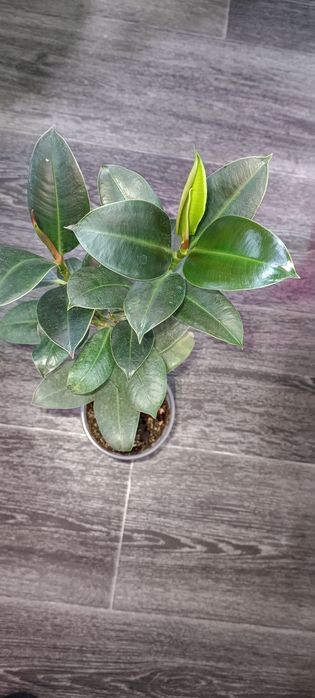 Продам ростки комнатных цветов