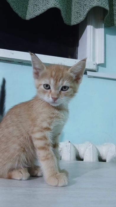 Mushuk bolalari sotiladi