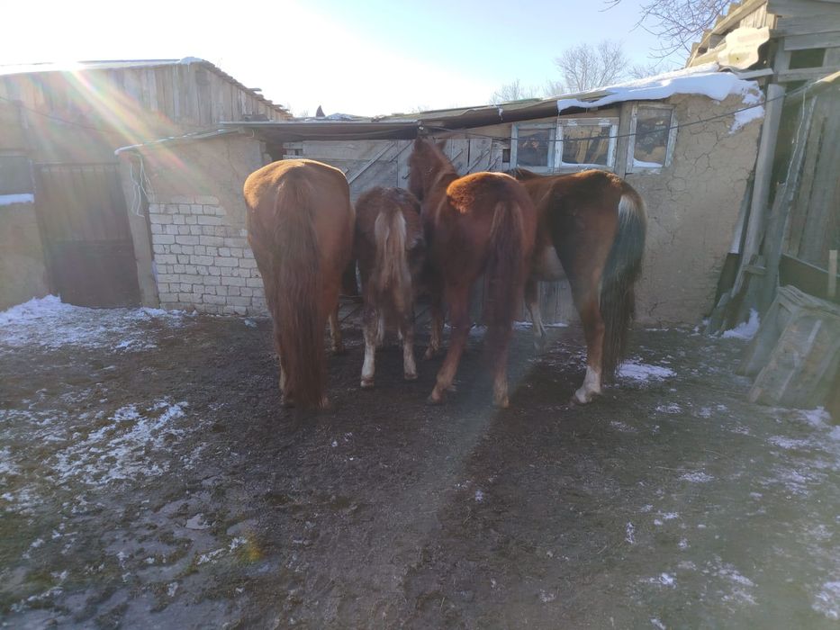 4 бас жылқы сатылады , ұрғашы