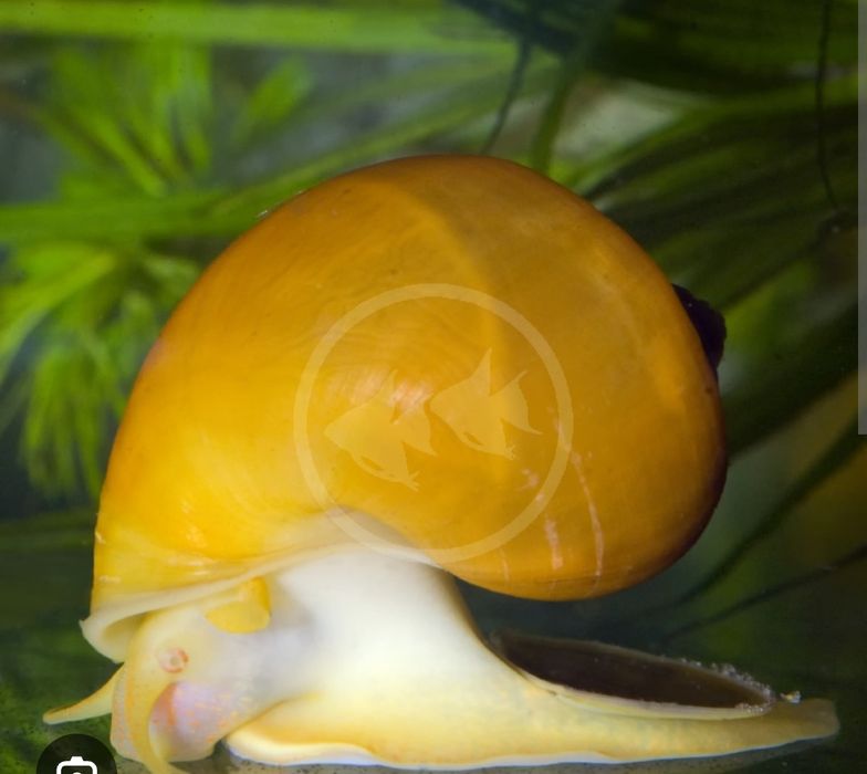 Улитка Ампуллярия