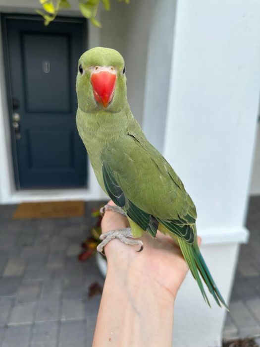 Micul Alexandru pui blanzi Alexander