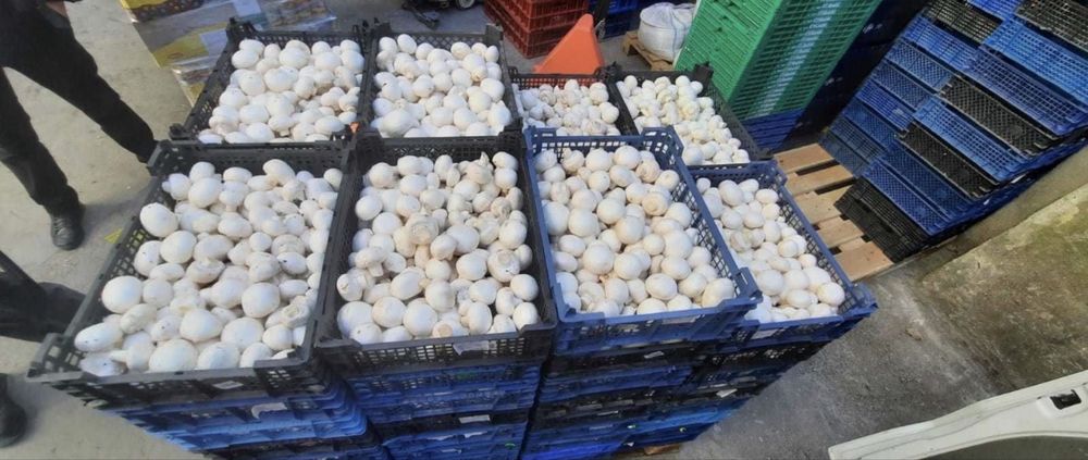 Ciuperci Champignon Albe .Pret de producător !!