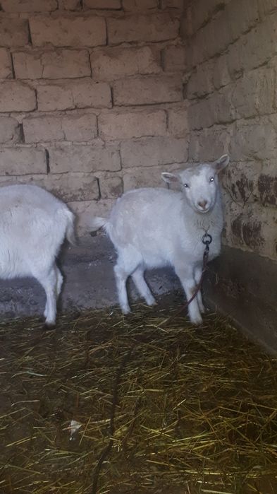 Орыс ешкісінің лақтары