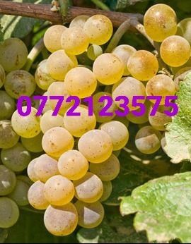 Butasi vita de vie autentici